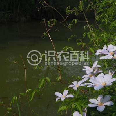 短柱铁线莲