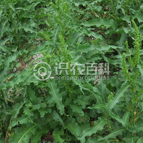 柑橘黄叶症状示例2