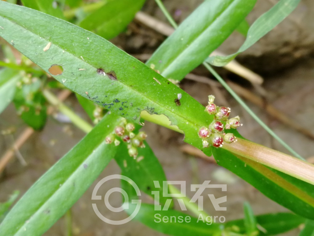 柑橘黄叶症状示例4