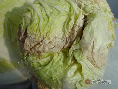 大白菜干烧心病