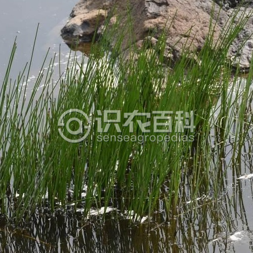 柑橘黄叶症状示例2