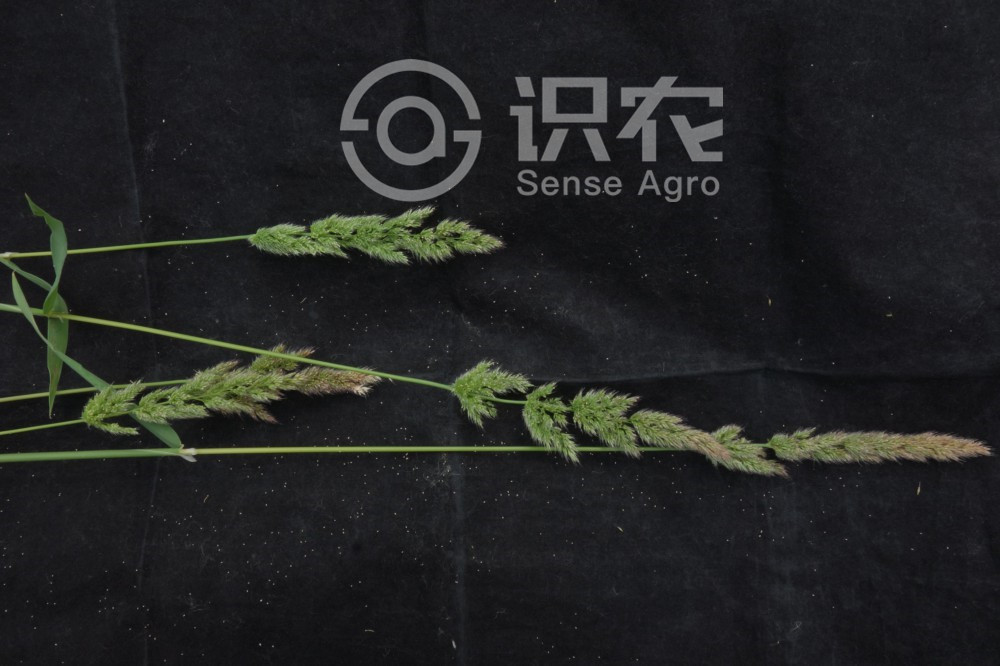 柑橘黄叶症状示例2
