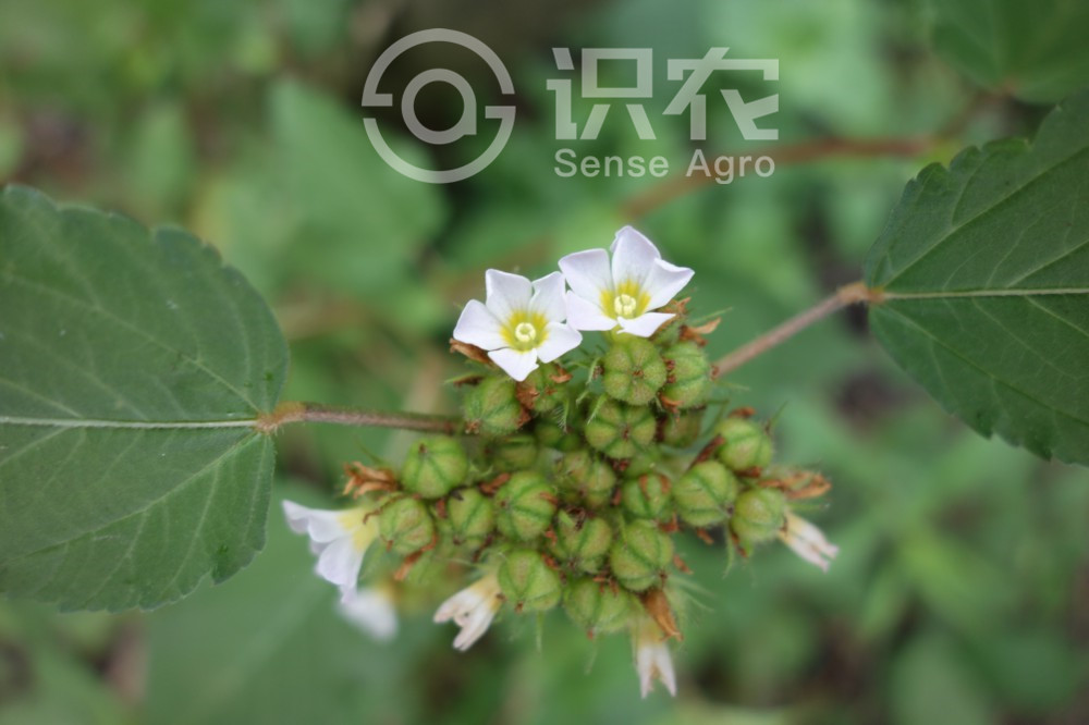 柑橘黄叶症状示例3