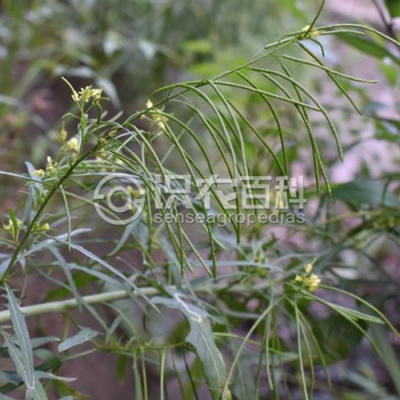 垂果大蒜芥