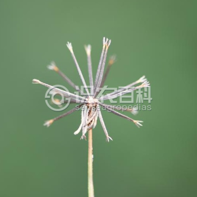 小花鬼针草