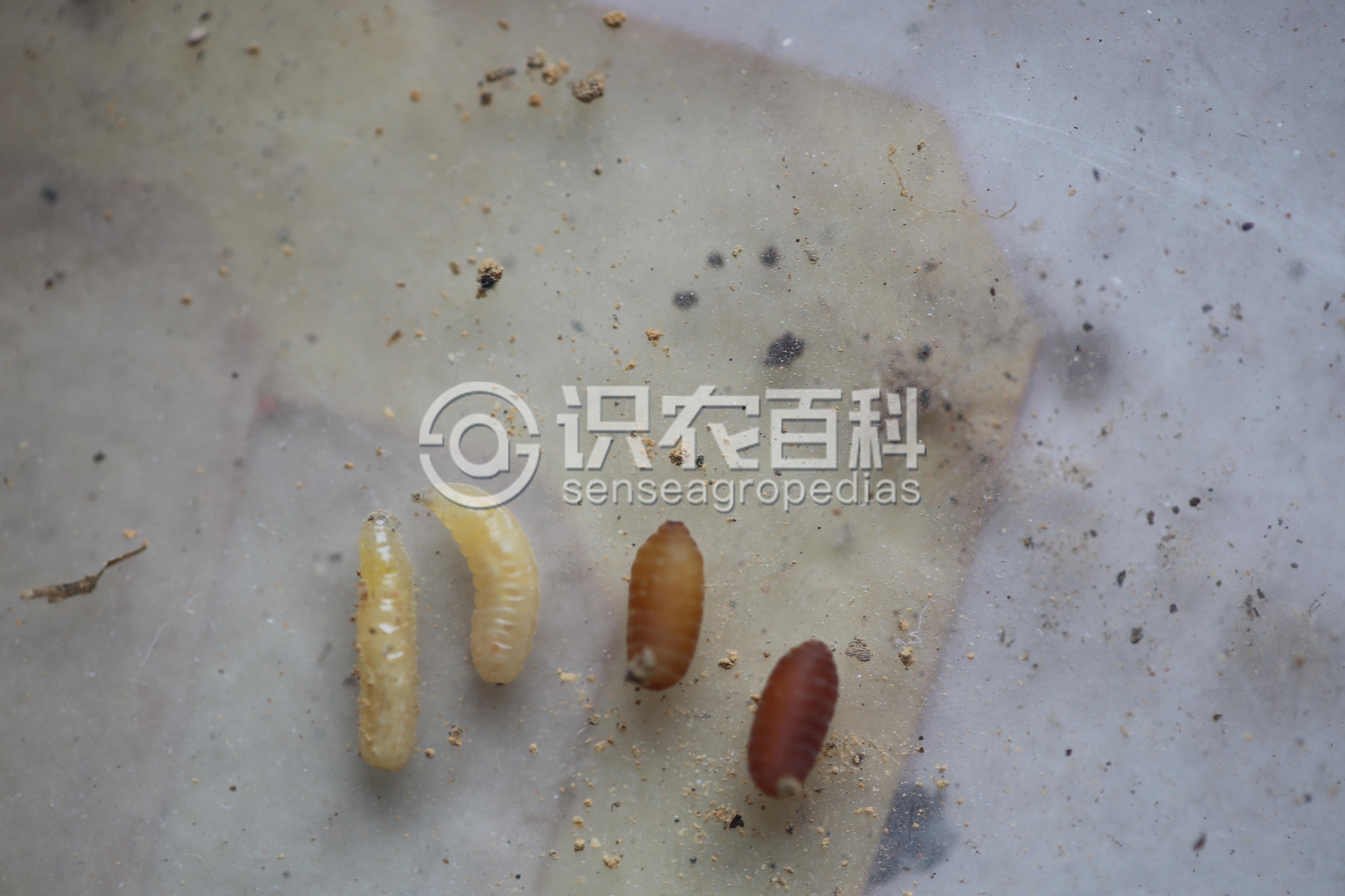 柑橘黄叶症状示例1