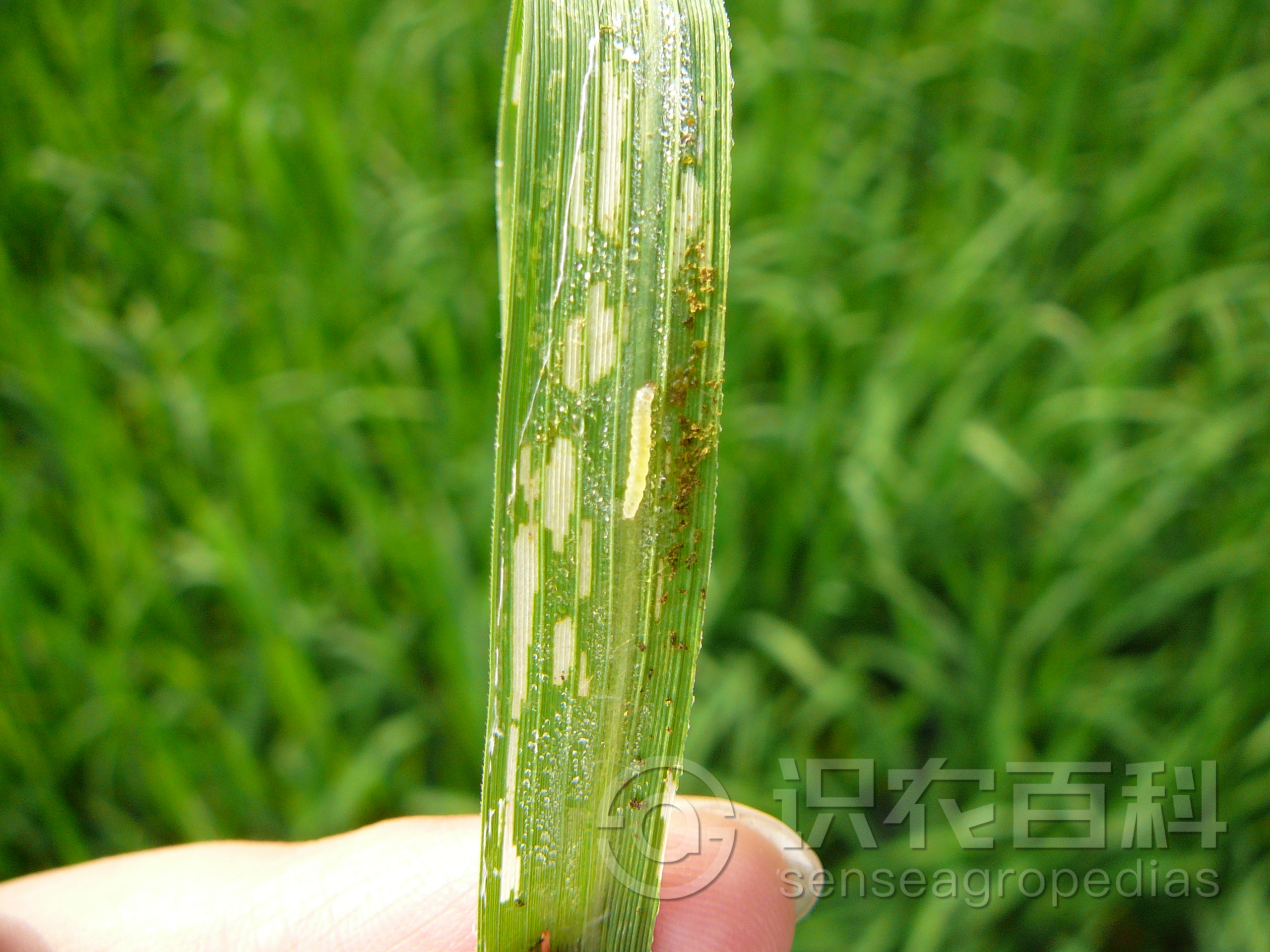 柑橘黄叶症状示例1