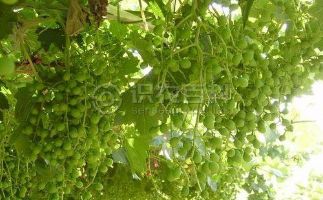 柑橘黄叶症状示例0