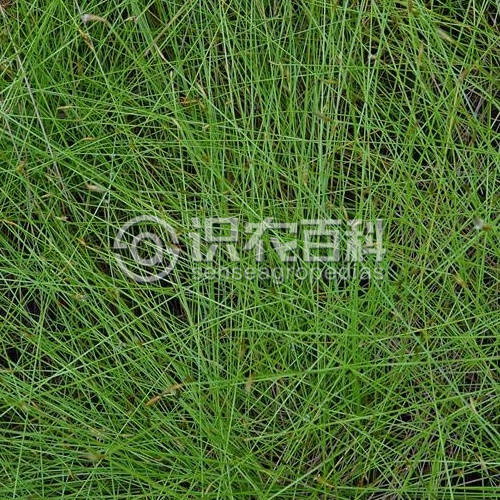 柑橘黄叶症状示例2