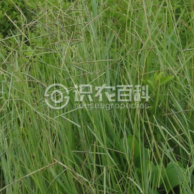 圆果雀稗