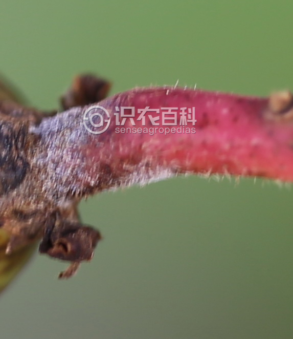 柑橘黄叶症状示例3