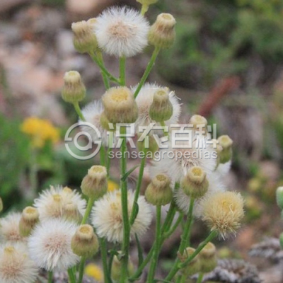 香丝草