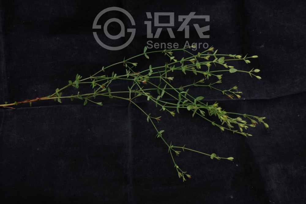 柑橘黄叶症状示例1