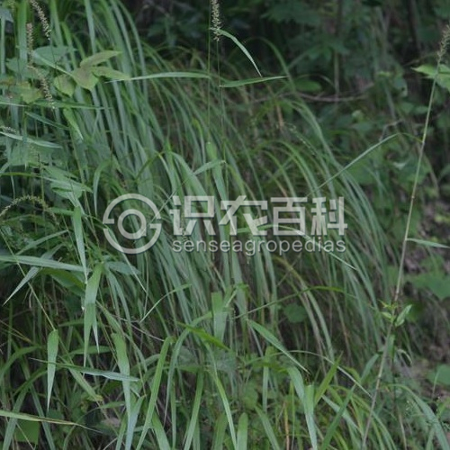 柑橘黄叶症状示例1