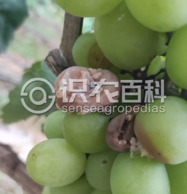 柑橘黄叶症状示例4