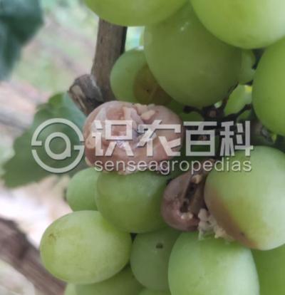 葡萄酸腐病