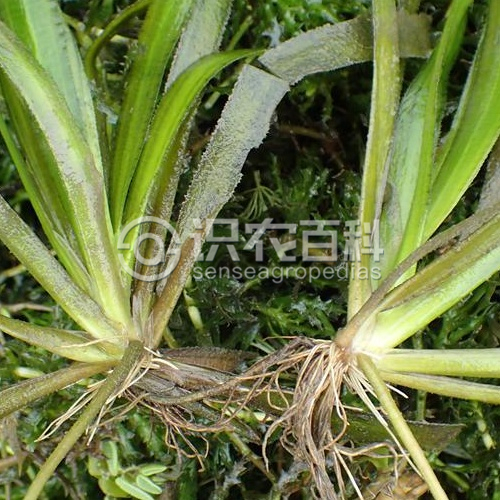 柑橘黄叶症状示例3