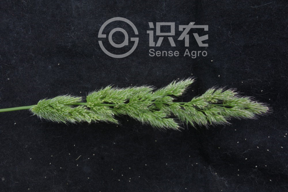 柑橘黄叶症状示例1