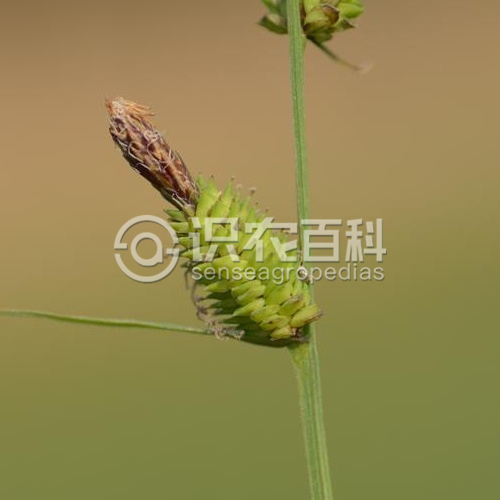 柑橘黄叶症状示例2