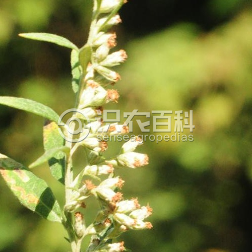 柑橘黄叶症状示例5