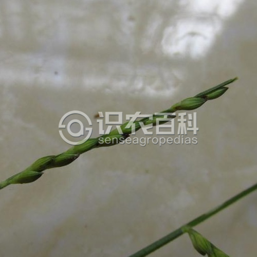 柑橘黄叶症状示例2