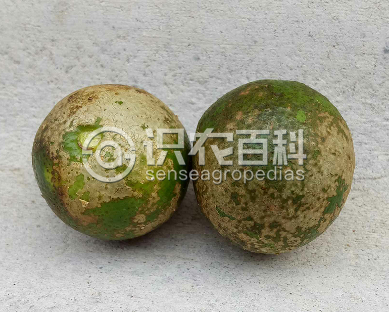 柑橘黄叶症状示例3