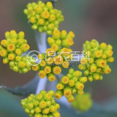 秋鼠麴草