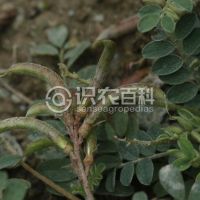 柑橘黄叶症状示例0
