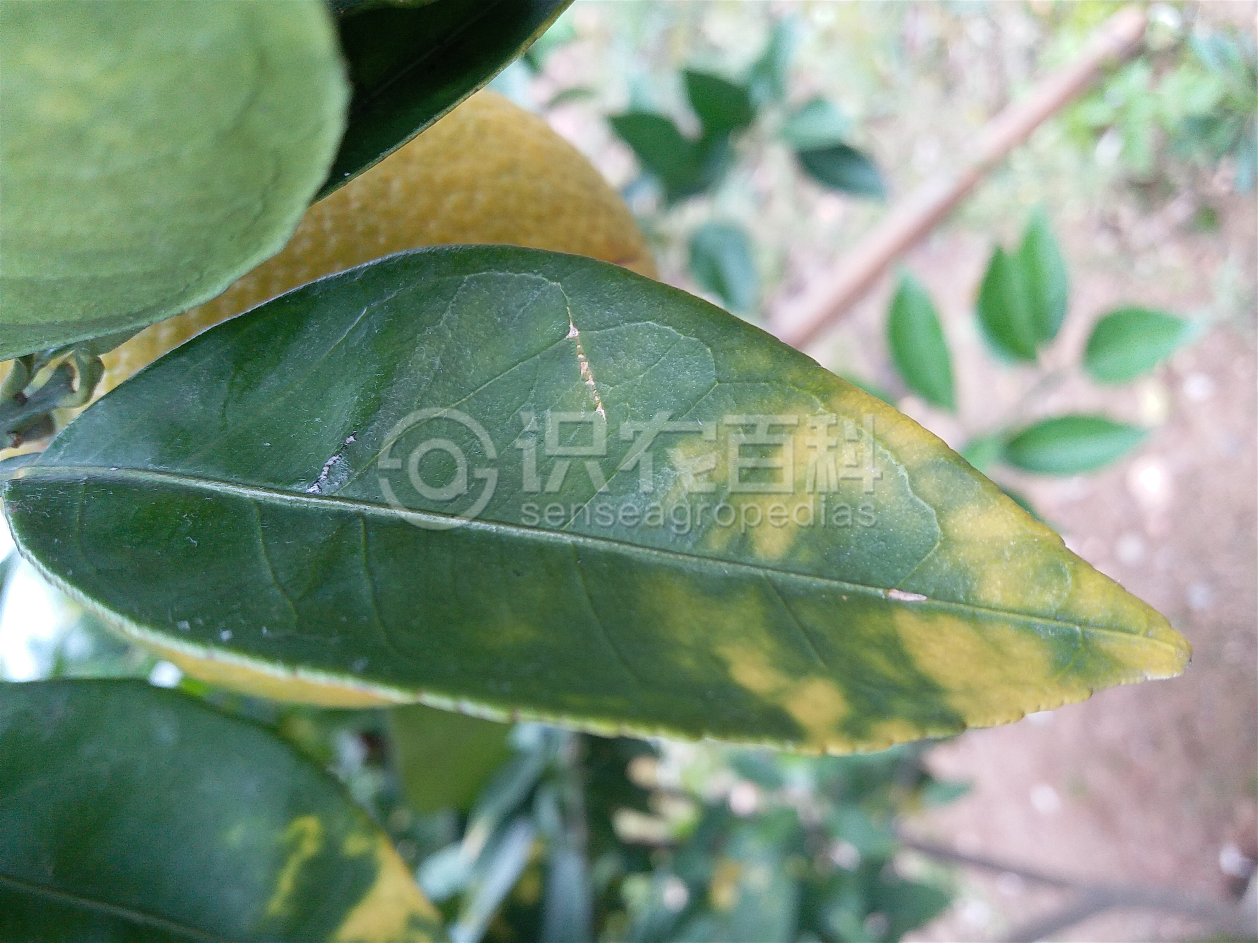 柑橘黄叶症状示例0