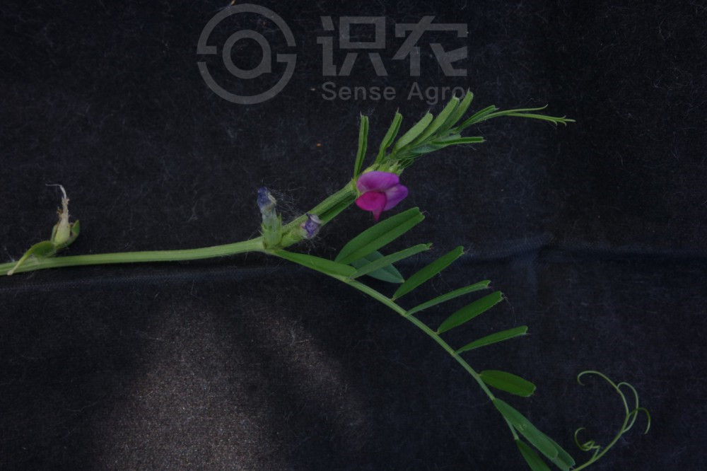 柑橘黄叶症状示例2