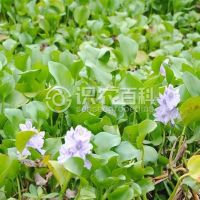 柑橘黄叶症状示例0