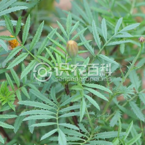 柑橘黄叶症状示例3