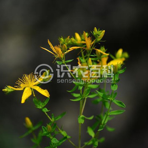 柑橘黄叶症状示例2