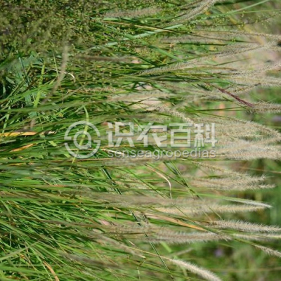 白草