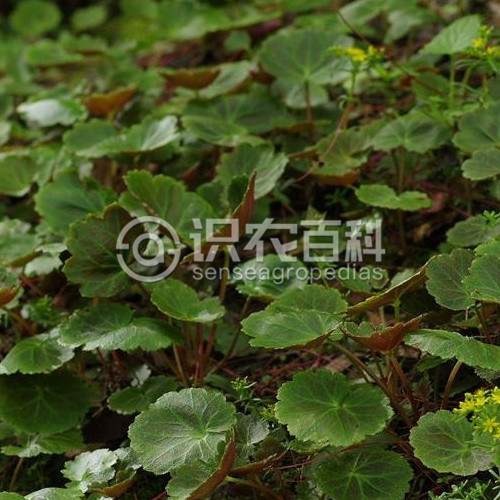 柑橘黄叶症状示例1