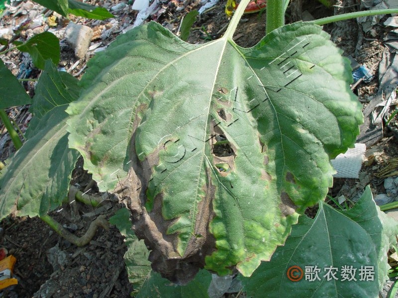 柑橘黄叶症状示例0