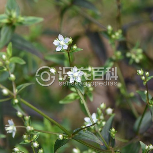 柑橘黄叶症状示例2