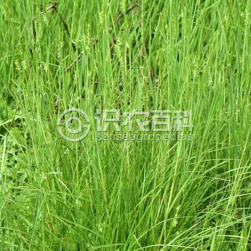 柑橘黄叶症状示例2