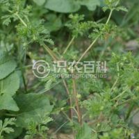 柑橘黄叶症状示例0