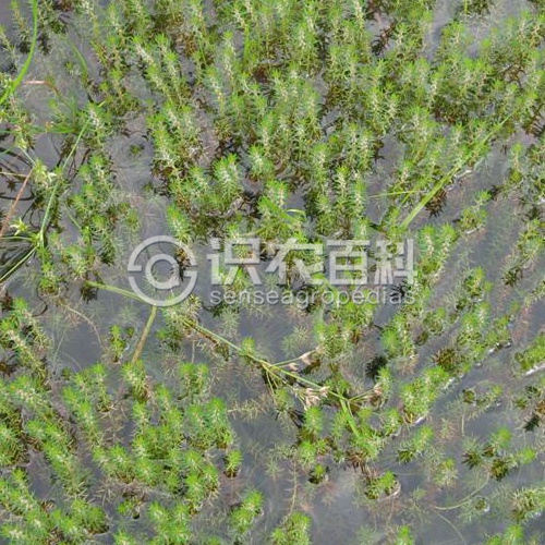 柑橘黄叶症状示例2