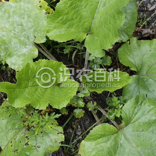 柑橘黄叶症状示例1