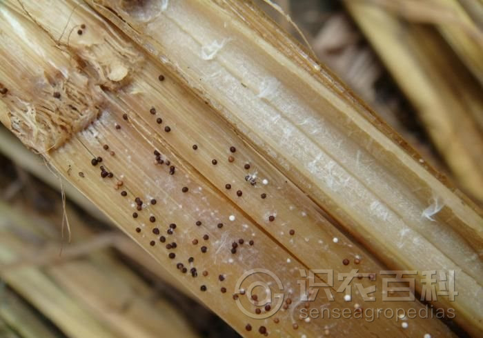 柑橘黄叶症状示例2