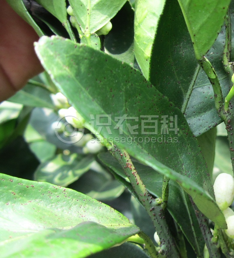 柑橘黄叶症状示例4