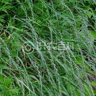 东瀛鹅观草