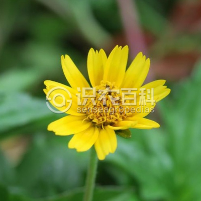 蟛蜞菊