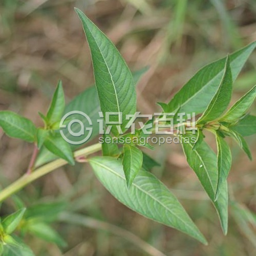 柑橘黄叶症状示例3