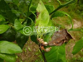 柑橘黄叶症状示例0