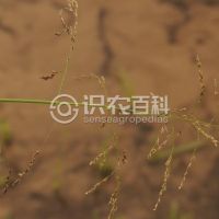 柑橘黄叶症状示例0