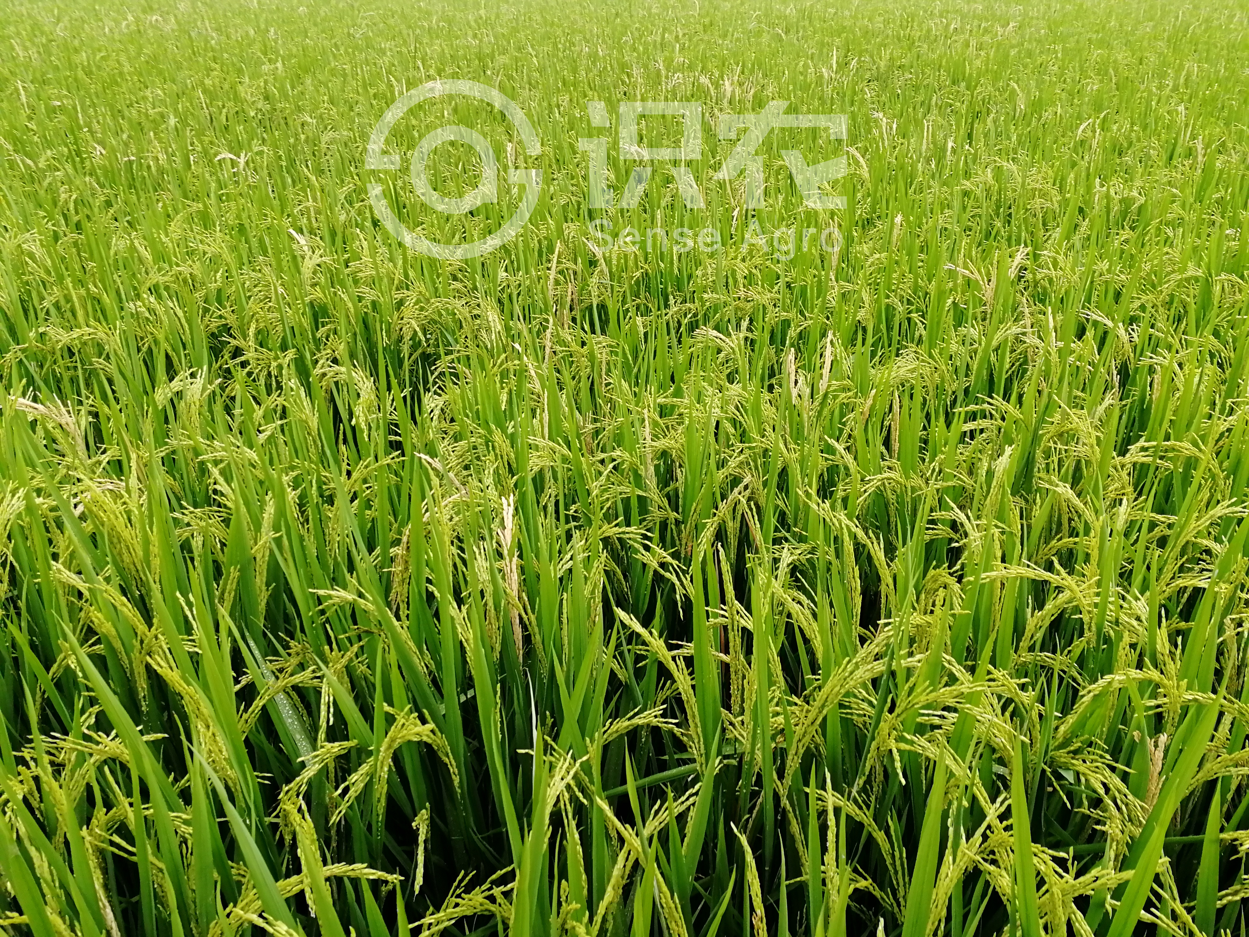 柑橘黄叶症状示例1