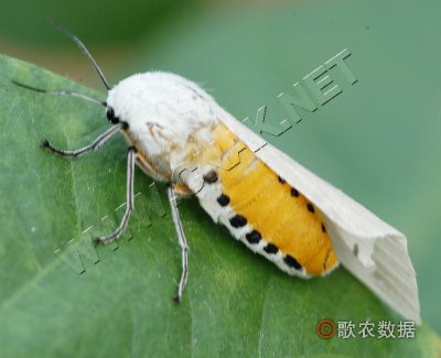 八点灰灯蛾